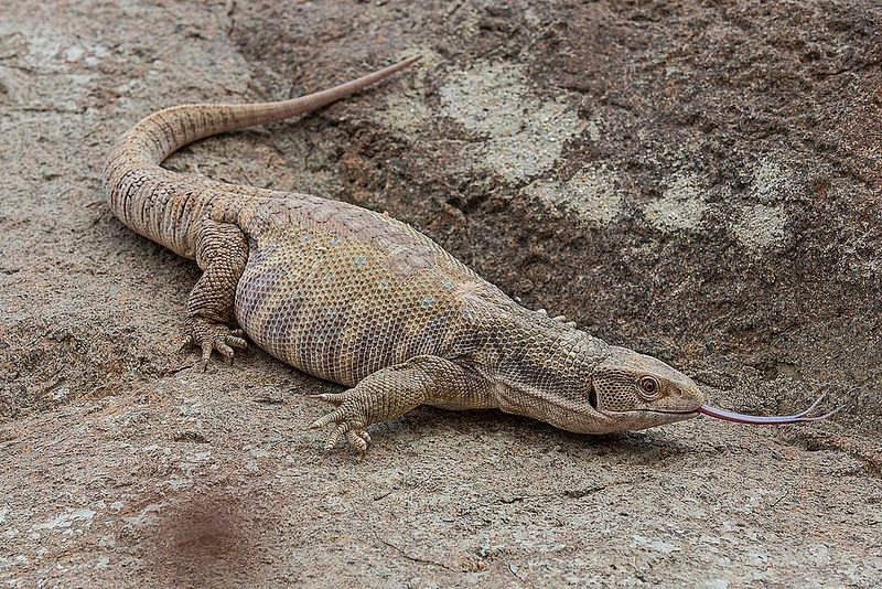 Savanna Monitor